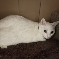 真菰