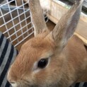 人馴れ抜群ミニウサギ(ｷｬﾝｾﾙで再募集)