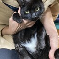 白いパンツ柄の入った黒猫さん