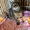 一旦停止お茶目なキジトラ風くん甘えん坊の黒猫来くん サムネイル2