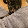 一旦停止お茶目なキジトラ風くん甘えん坊の黒猫来くん サムネイル3