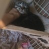 一旦停止お茶目なキジトラ風くん甘えん坊の黒猫来くん サムネイル4