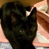 一旦停止お茶目なキジトラ風くん甘えん坊の黒猫来くん サムネイル5