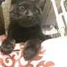 一旦停止お茶目なキジトラ風くん甘えん坊の黒猫来くん サムネイル6