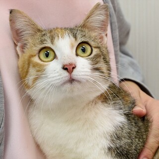 えりな嬢。守ってあげたい秘蔵っ子ちゃん。