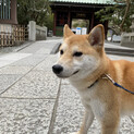 里親様決定・柴犬雌1歳小柄なかわいいコです