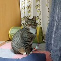 フォルムがたまらない美猫キジ白みとちゃん
