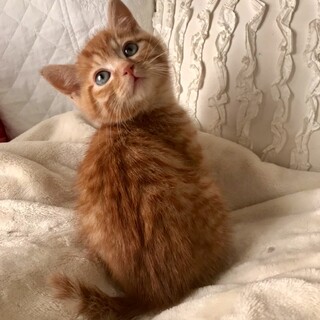 募集は一時停止します