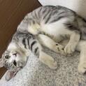 サバトラ　メスの約1歳半ぐらい