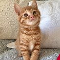 募集一時停止・ねぇ、ねぇ、ねぇ！ 遊ぼ！ ♡