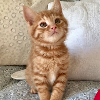 募集一時停止・ねぇ、ねぇ、ねぇ！ 遊ぼ！ ♡