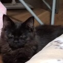 「フラワーちゃん」長毛黒猫の甘えん坊