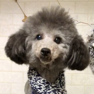 わじま）ゆったりのんびり癒し系トイプー男子