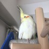 Aychan