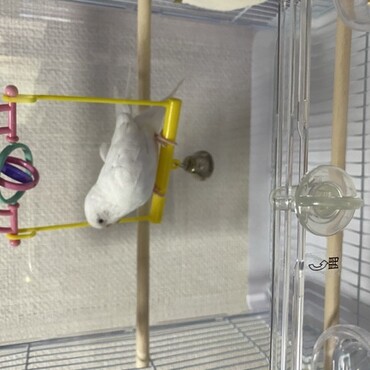 セキセイインコのユフィちゃん