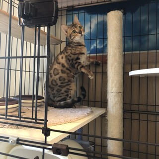 ゴロスリのベンガル♀