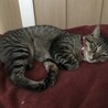 ネコモフ！