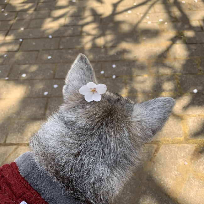 ちさひでのカバー写真