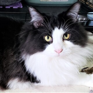 甘えん坊, 長毛のレノンくん（一時募集停止）