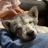 ちさひで