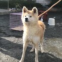 秋田犬　女の子　4歳　人懐っこいです。