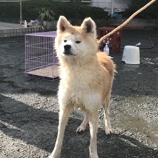 秋田犬　女の子　4歳　人懐っこいです。