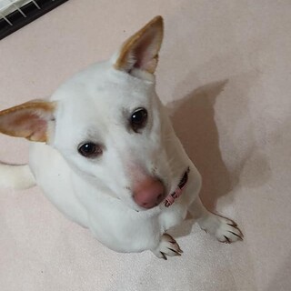 うるうる目のシロさん　小型の11キロ