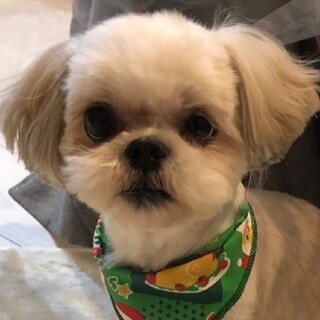 多頭崩壊現場からシーズーＭＩＸ小ぶりな男の子