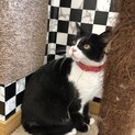 人間猫見知りなし♡ゴロスリ甘えん上手な桃子ちゃん