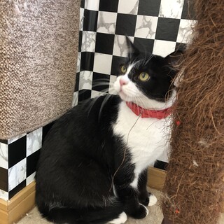 人間猫見知りなし♡ゴロスリ甘えん上手な桃子ちゃん