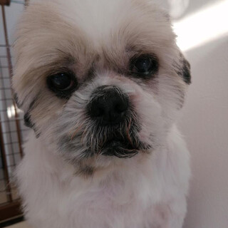 多頭崩壊現場からシーズーＭＩＸシニアの男の子