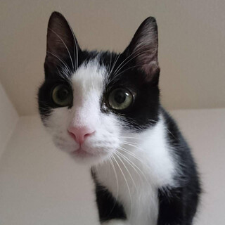 七夕に保護された、織姫ちゃん