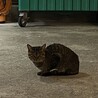 ゴミ置き場をうろうろしていた人懐っこいキジトラくん サムネイル4
