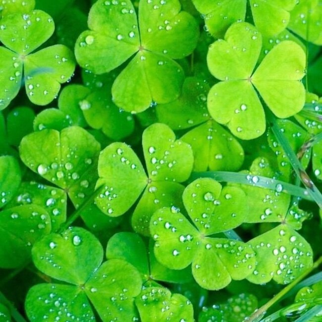 はるのしっぽのカバー写真