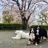 さんしーた