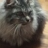 たくな