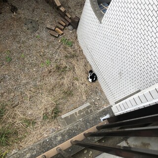 牛柄、モーちゃん。