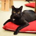 スマートなクール系イケメン黒猫【弥七】
