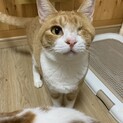 生まれつき片目のルナちゃん♀