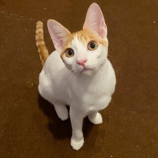 元気いっぱいの甘えん坊 『ちゃっしー』