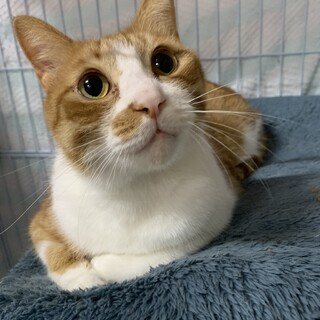 甘えんぼう将軍　ティアラ♂　