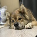 雑種♀８歳くらい