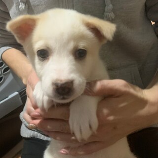 元気いっぱい甘えん坊の仔犬ちゃん