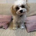 申し込みを一時中止します。