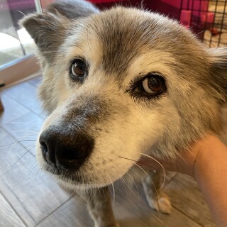 マイペースな中型犬あいちゃん