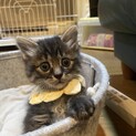 置き去りにされた子猫おはぎ君