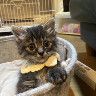 置き去りにされた子猫おはぎ君