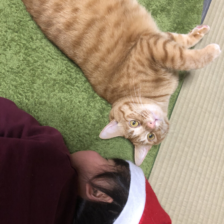 パクチーのカバー写真