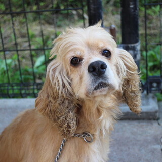 一旦募集を停止します