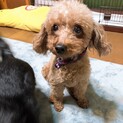人懐っこくて元気いっぱいのトイプードルれいちゃん♪